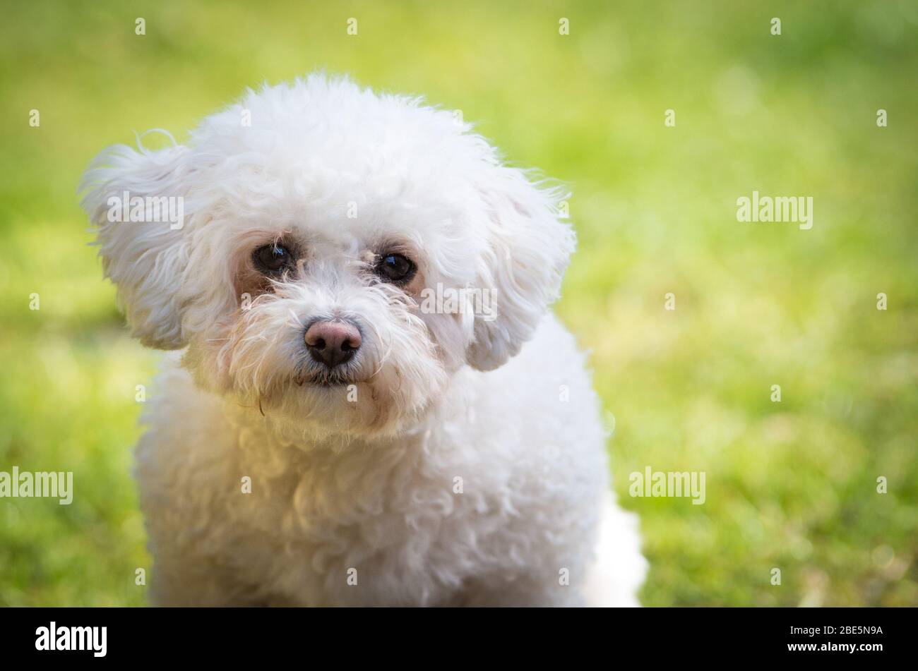 Petit chien mignon et doux à motif Bichon Banque D'Images