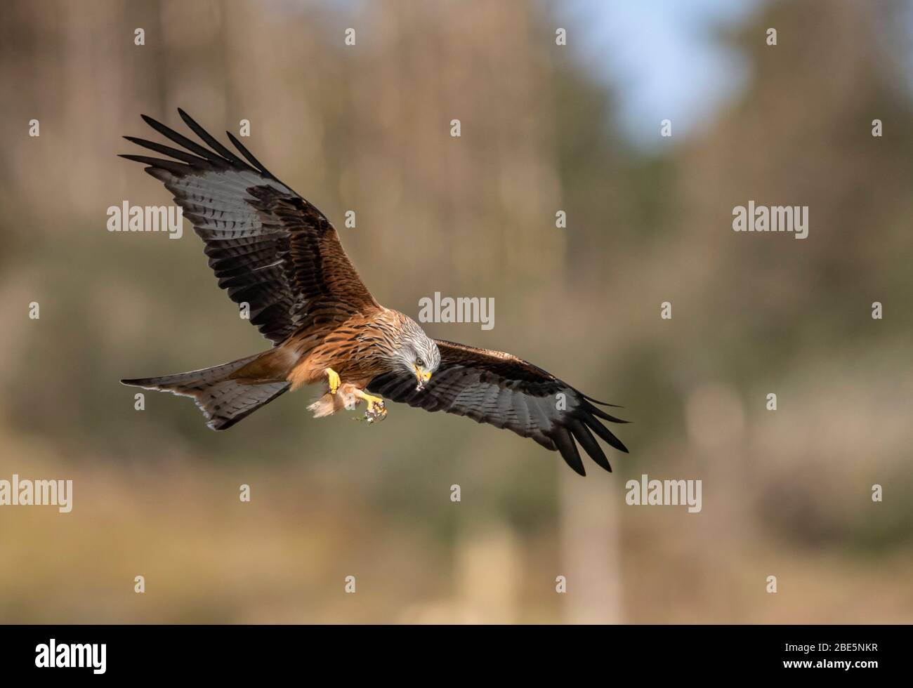 Rouge Kite (Milvus milvus) à Bwlch Nant yr Arian (mi-Pays de Galles) Banque D'Images