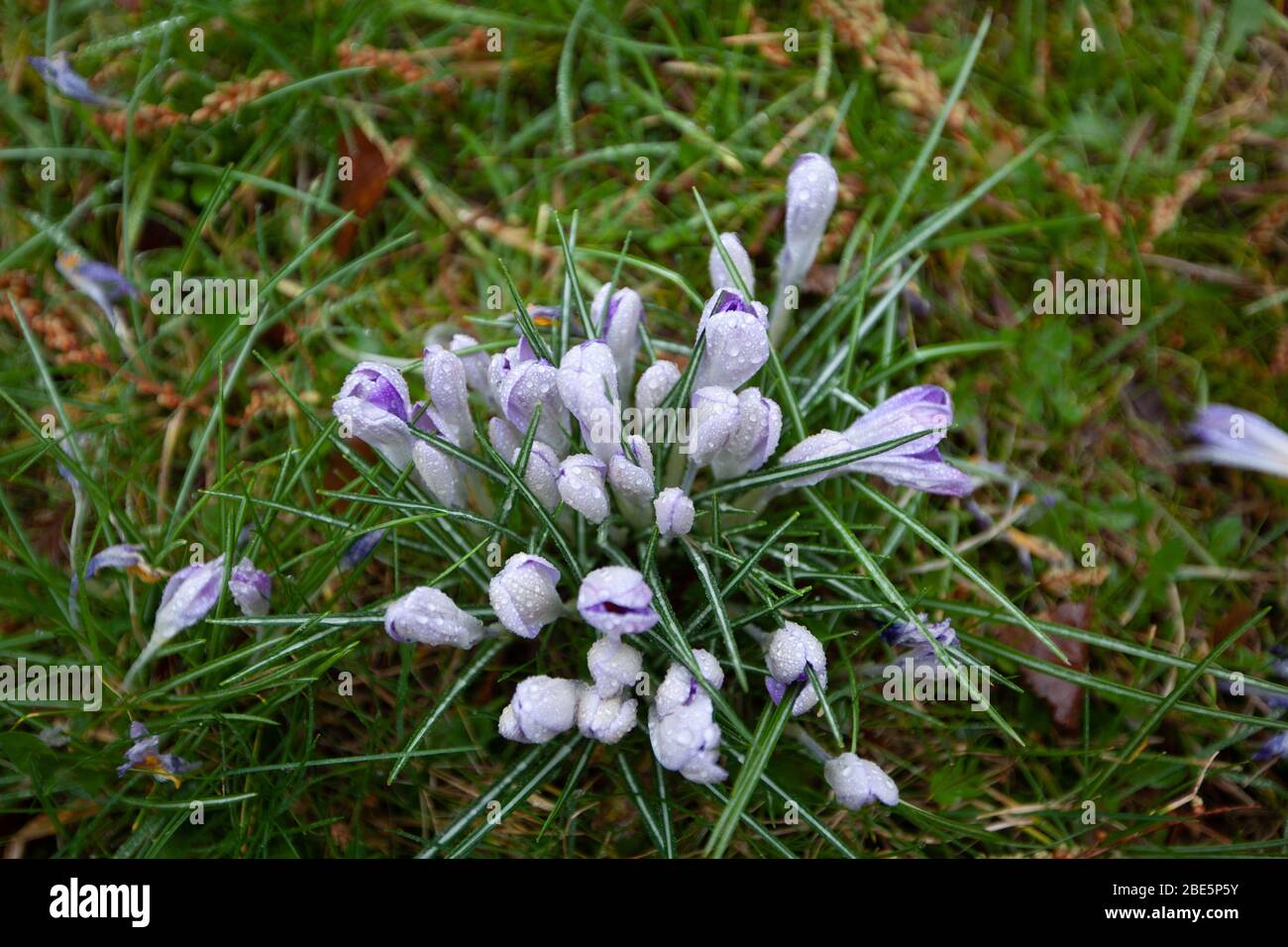 Fleurs de Crocus recouvertes de rosée en mars au jardin botanique Flora, Cologne, Allemagne Banque D'Images