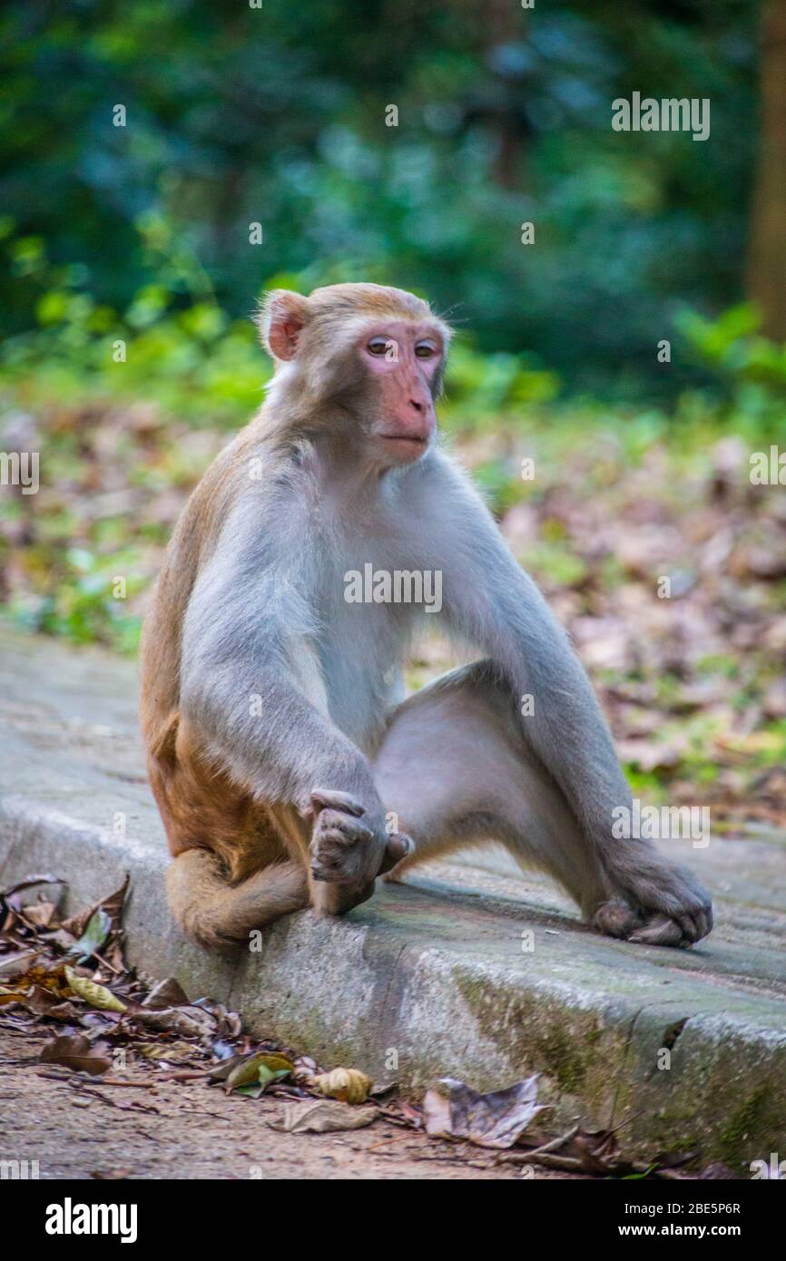 Singe rhésus assis sur un bois dans un parc de campagne de Hong Kong Banque D'Images