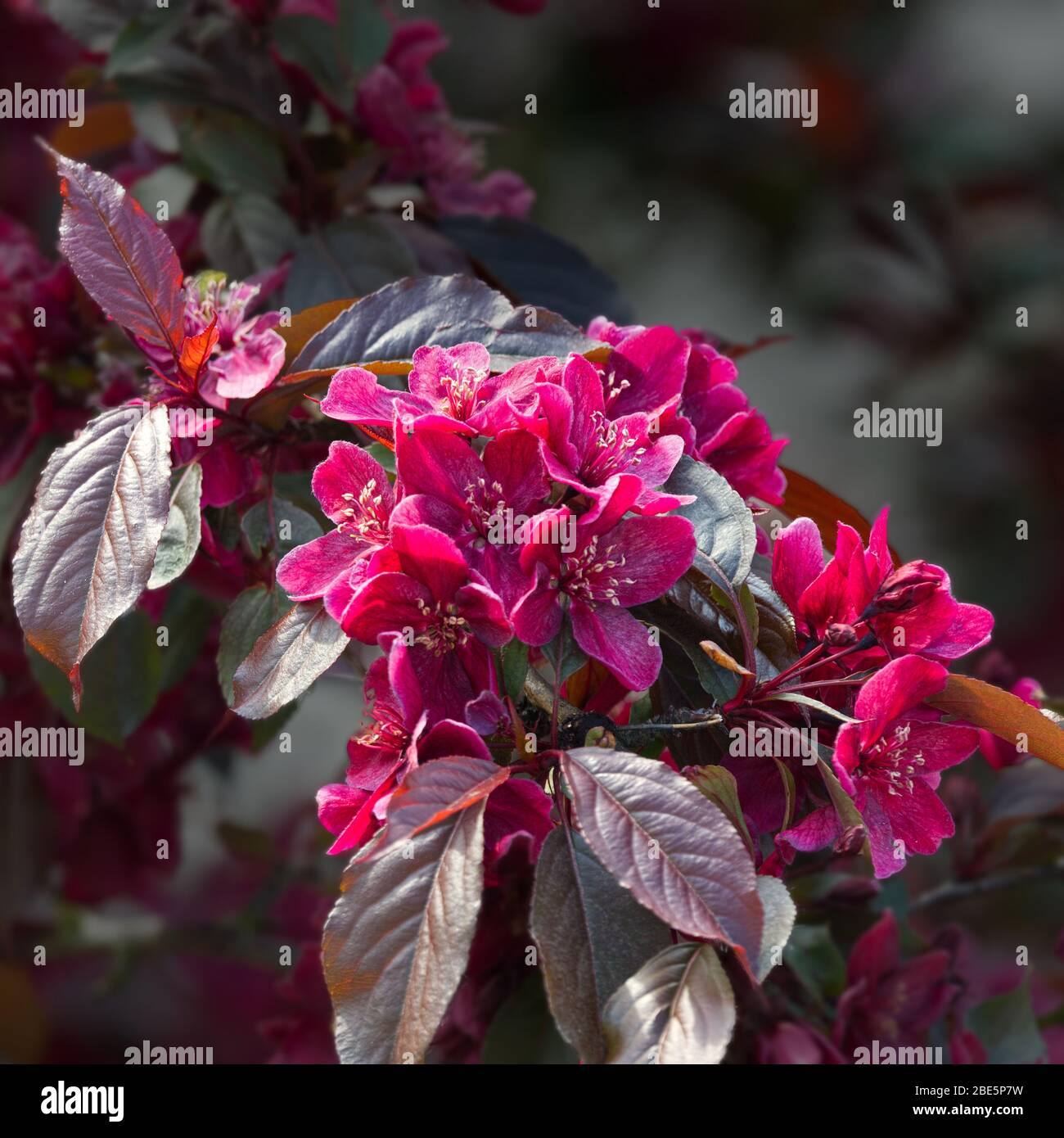 Pommier de crabe avec fleurs roses en fleurs Banque D'Images