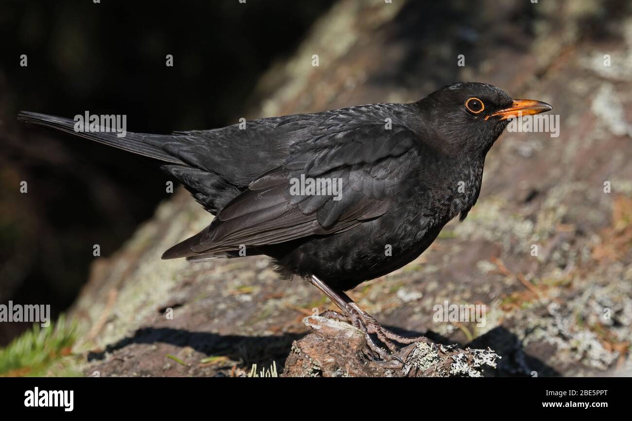 Blackbird / blackbird commun, Turdus merula Banque D'Images