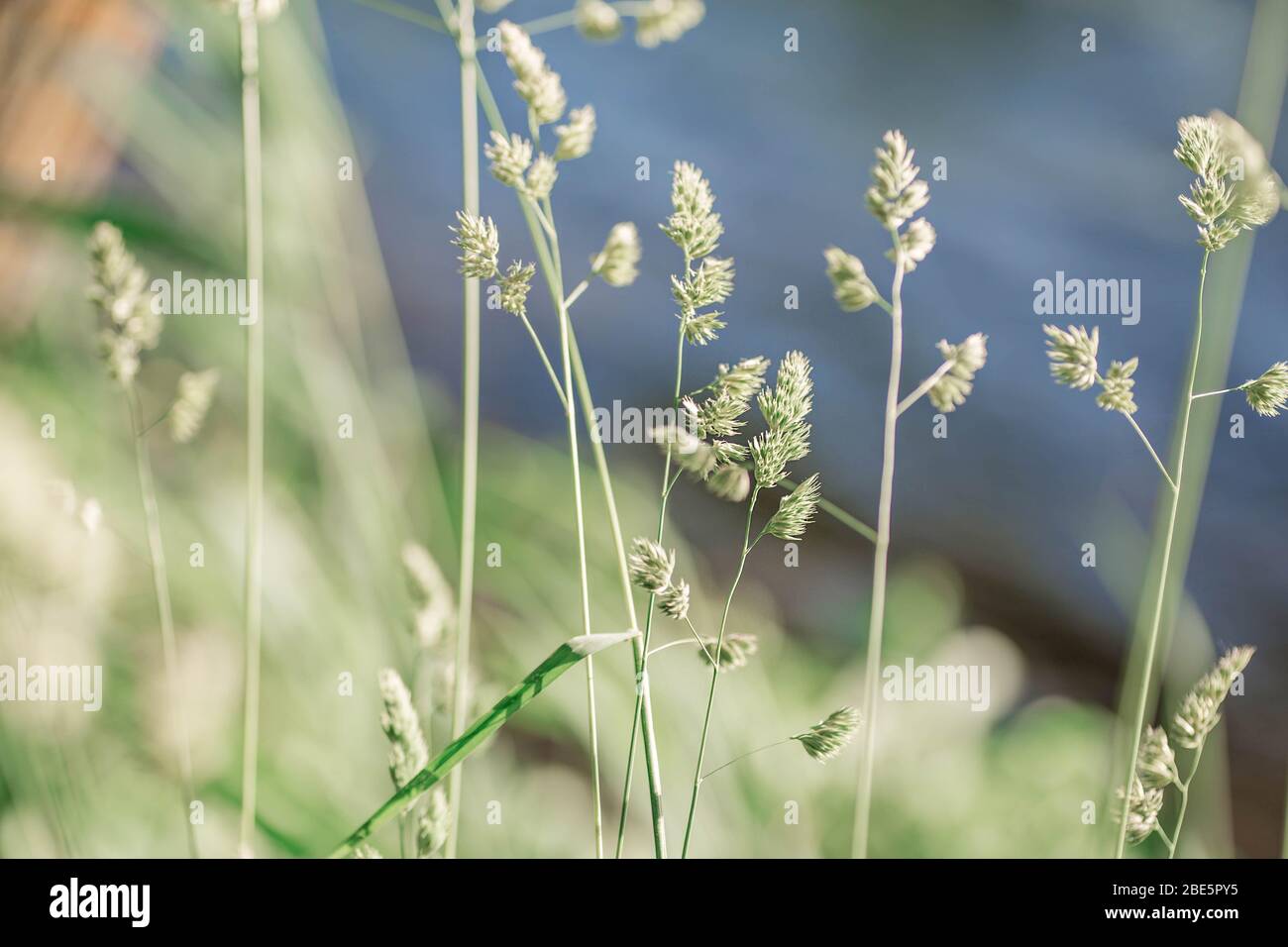 Magnifique Meadow Field avec des spiquets verts de près. Fond naturel d'été. Paysage de Biélorussie. Banque D'Images