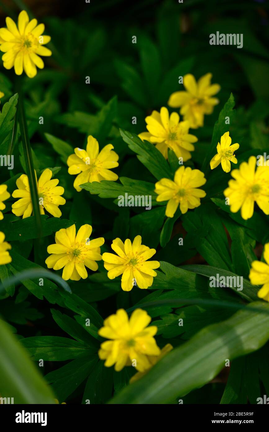 Anemone ranunculoides pleniflora jaune,anémones,fleurs,fleurs,fleurs,bois,bois,DE,ombre,ombragé,usine,ombragée floral,RM Banque D'Images