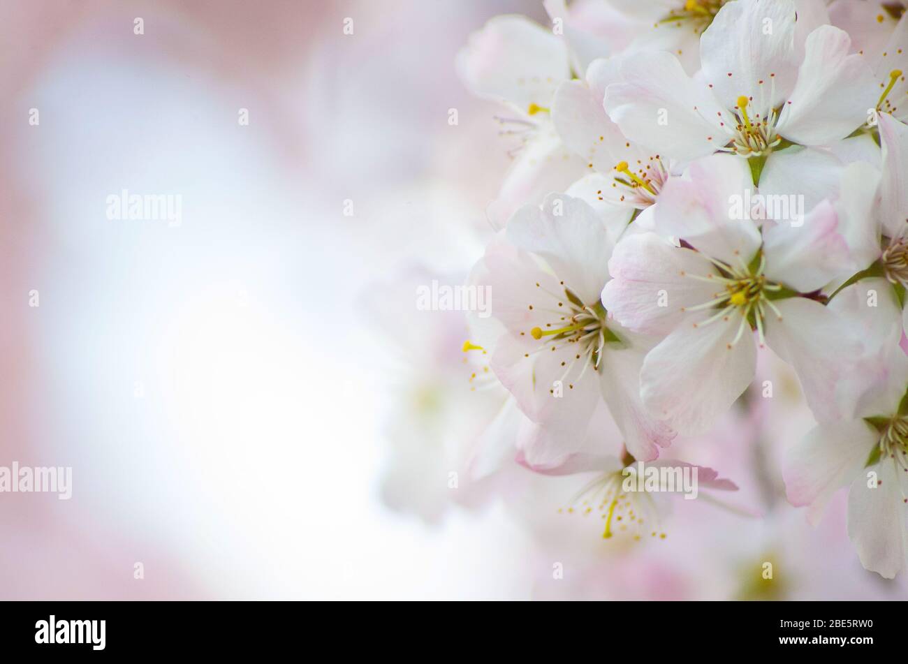 Fleur de cerisier blanc et rose fleur de Prunus Banque D'Images