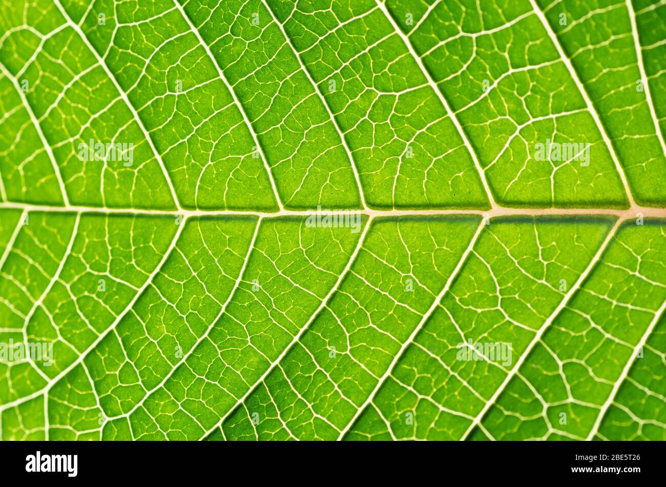 Photo macro d'une construction de feuilles et d'une structure montrant le xylème Et les veines de phloème Banque D'Images