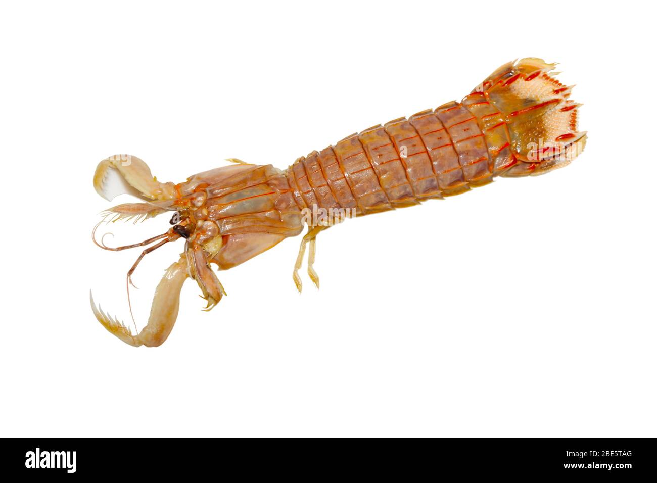 gros plan de crevettes mantis, une sorte de vie marine, peut être comestible, délicieux. Prises de photos conditions d'éclairage intérieur. Banque D'Images