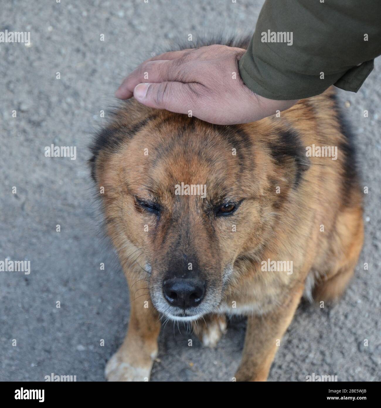 Gros plan sur la main humaine qui pate un chien sur sa tête Banque D'Images