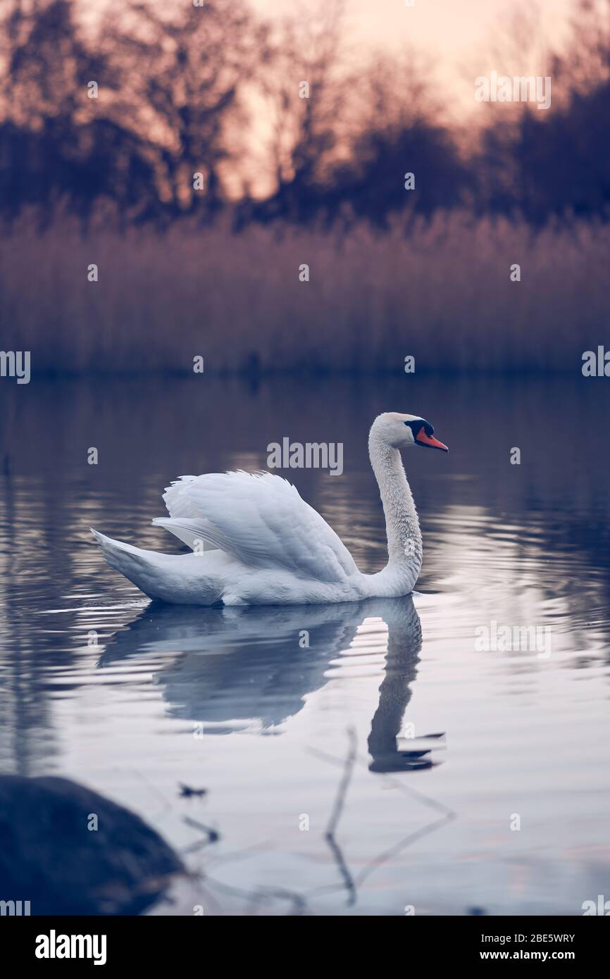 Nage en cygne le matin après le lever du soleil avec reflet de l'eau Banque D'Images