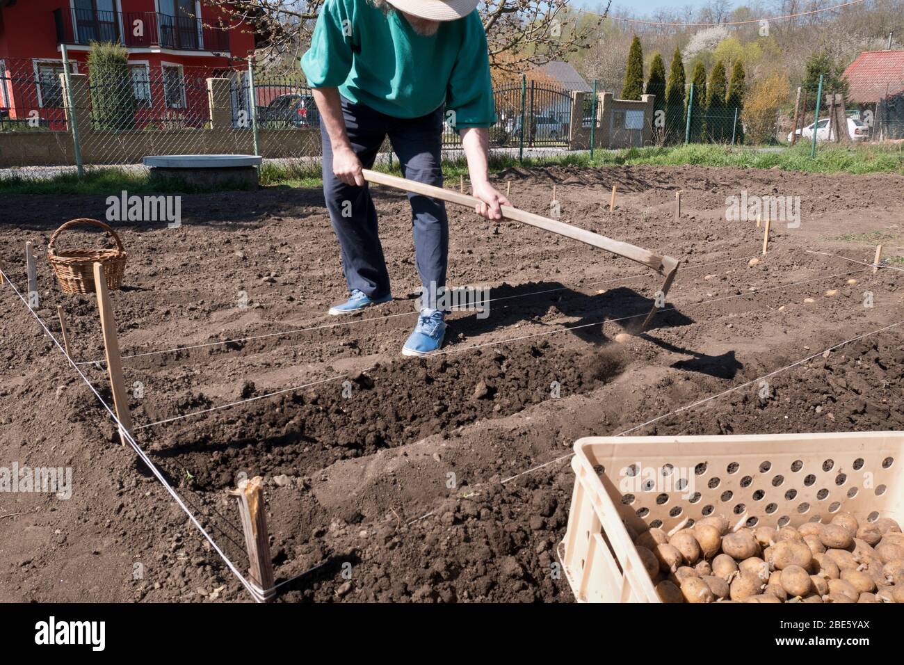 Homme plantant des pommes de terre dans le jardin Banque D'Images