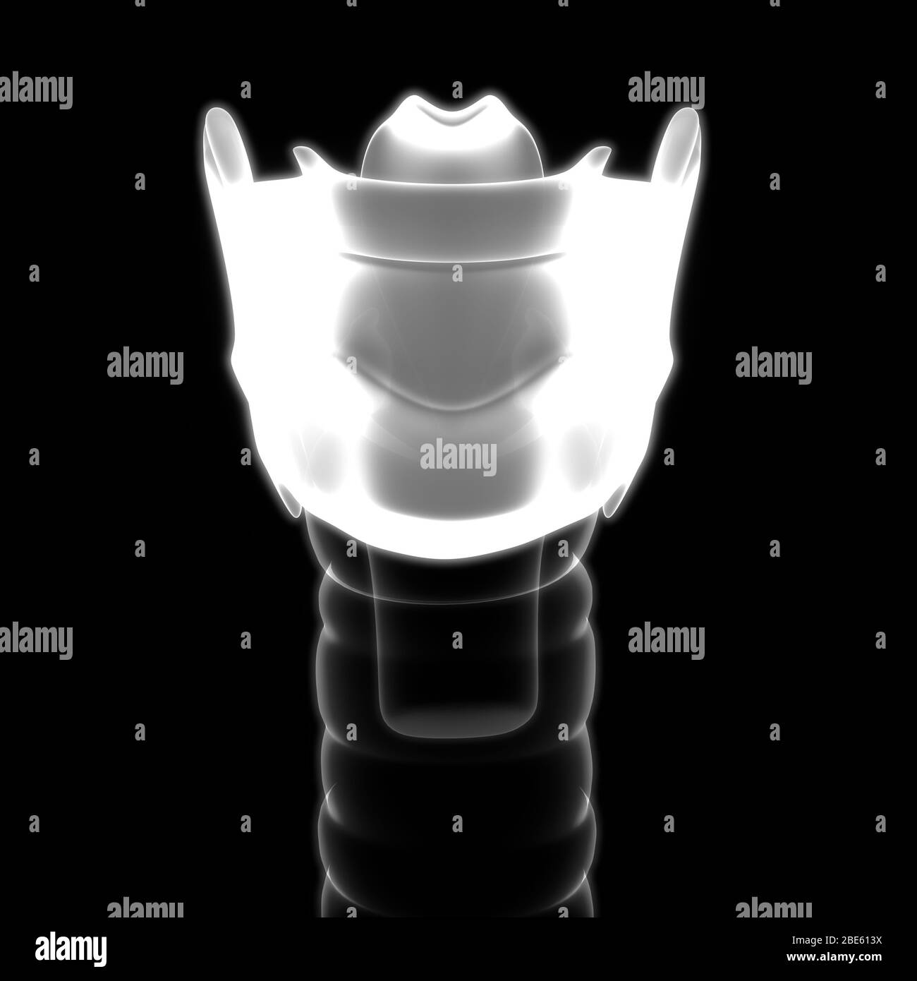 Organes internes humains larynx Anatomie rendu 3D par rayons X. Banque D'Images