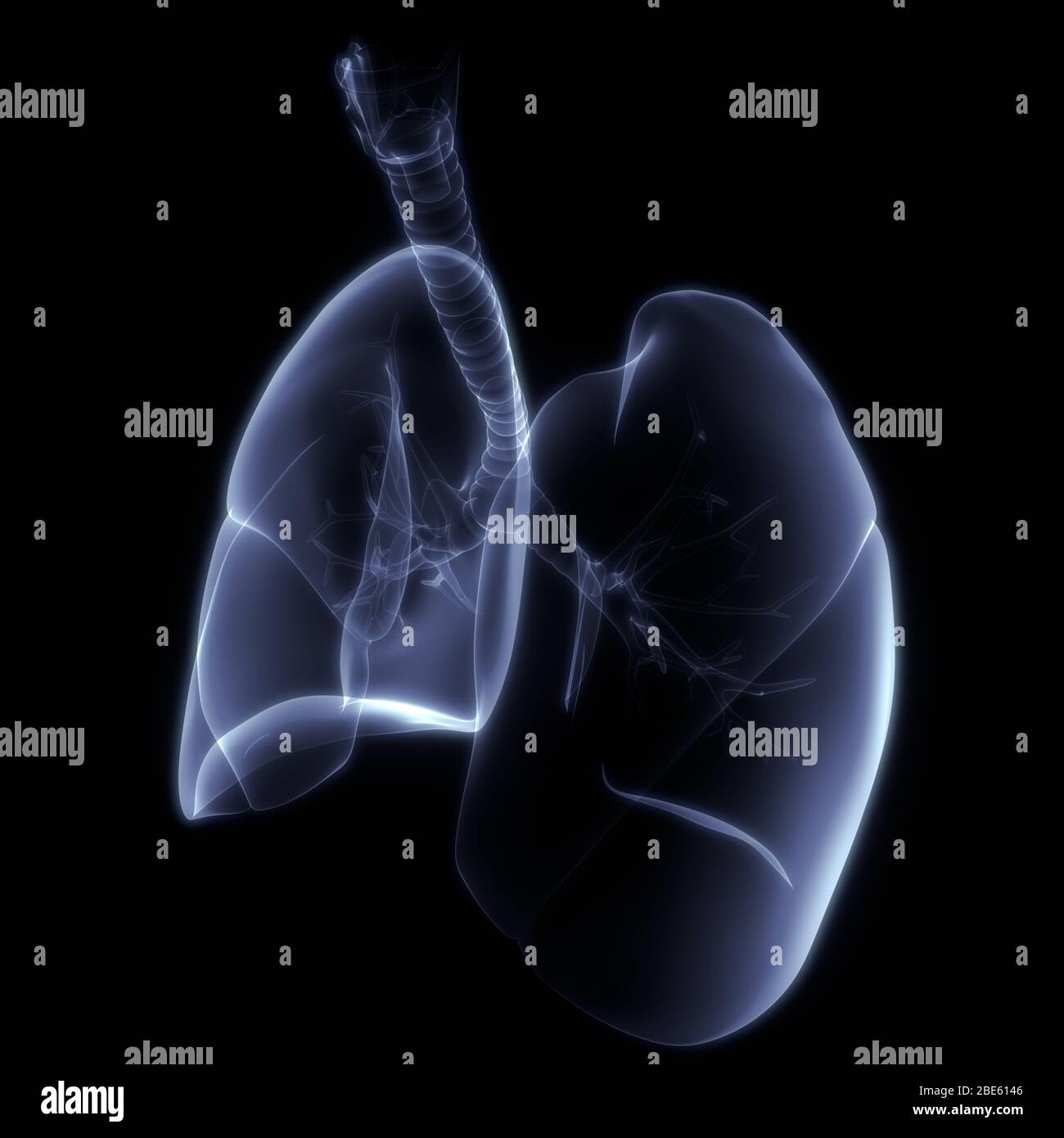 Poumons une partie du système respiratoire humain Anatomy X-ray 3D rendu Banque D'Images
