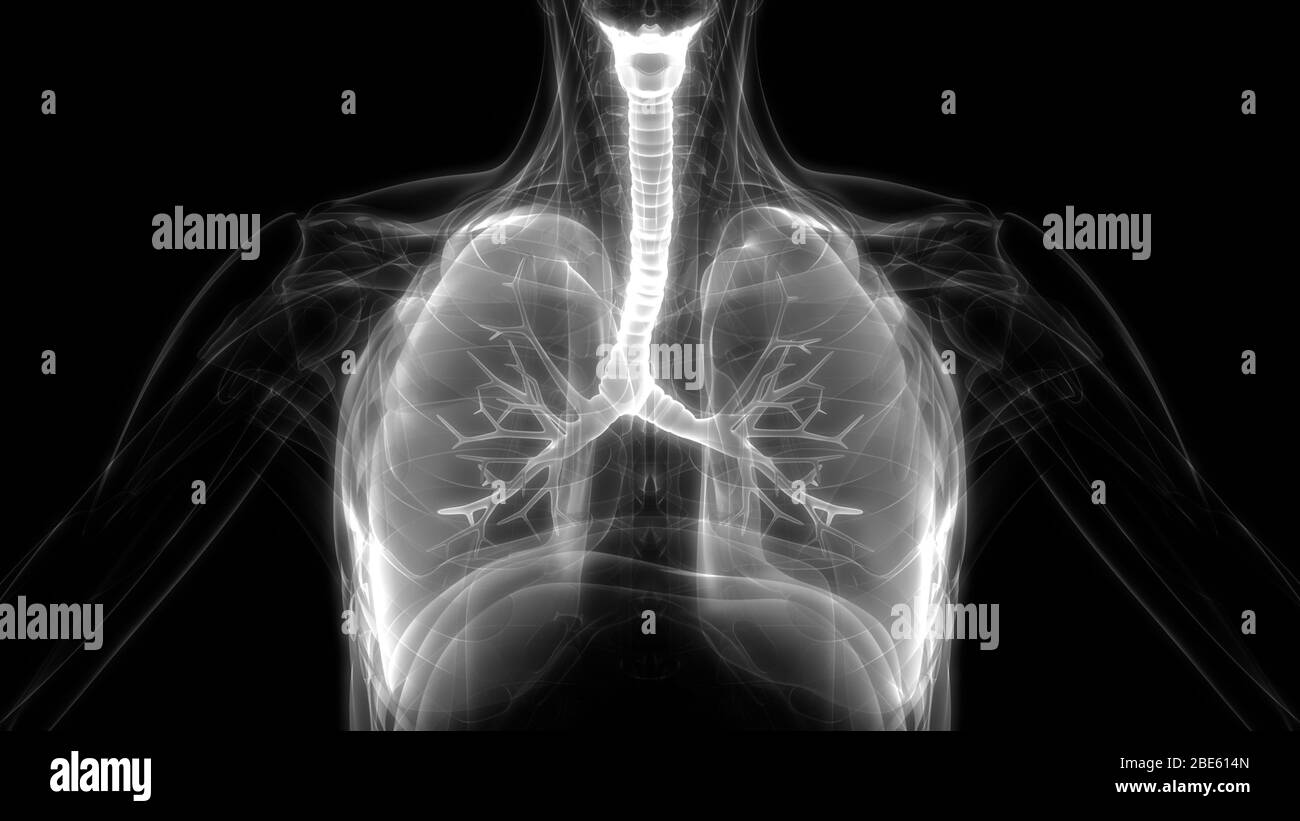 Poumons une partie du système respiratoire humain Anatomy X-ray 3D rendu Banque D'Images
