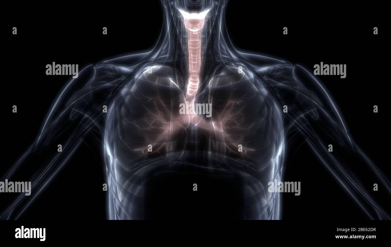Poumons fait partie de l'anatomie du système respiratoire humain. 3D Banque D'Images