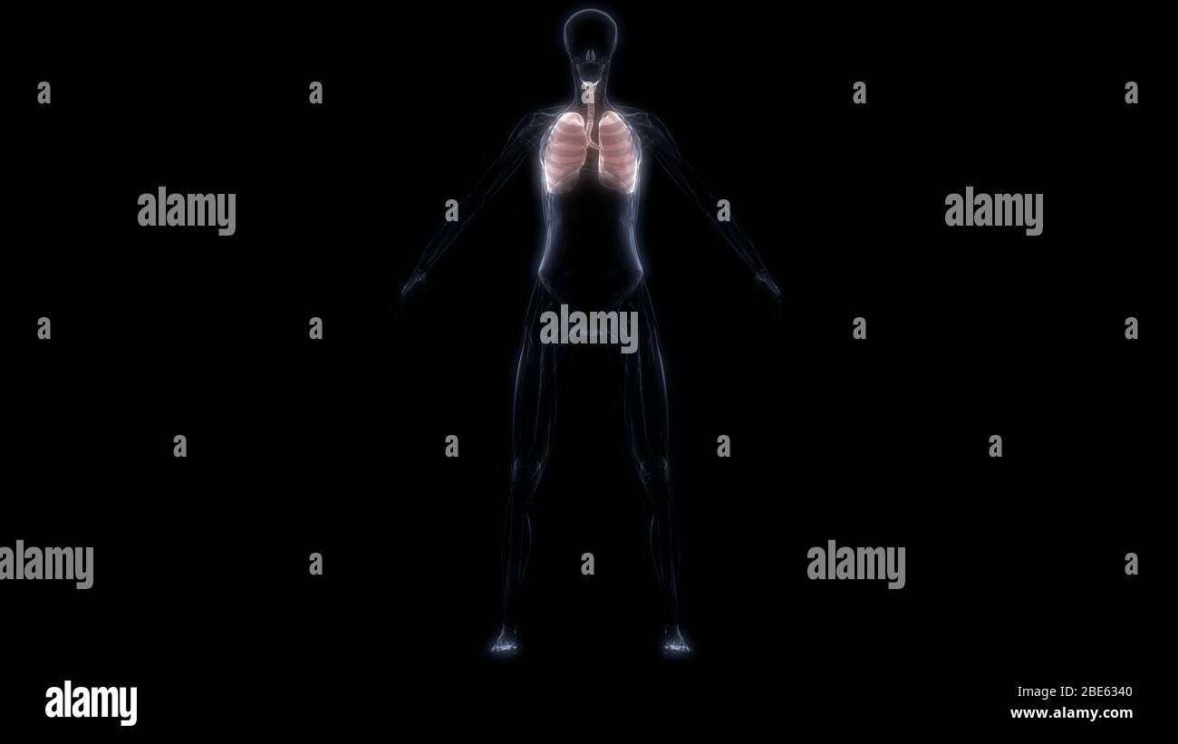 Poumons une partie du système respiratoire humain Anatomy X-ray 3D rendu Banque D'Images