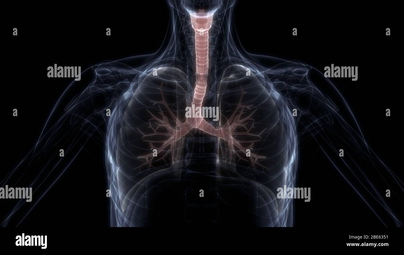 Poumons une partie du système respiratoire humain Anatomy X-ray 3D rendu Banque D'Images