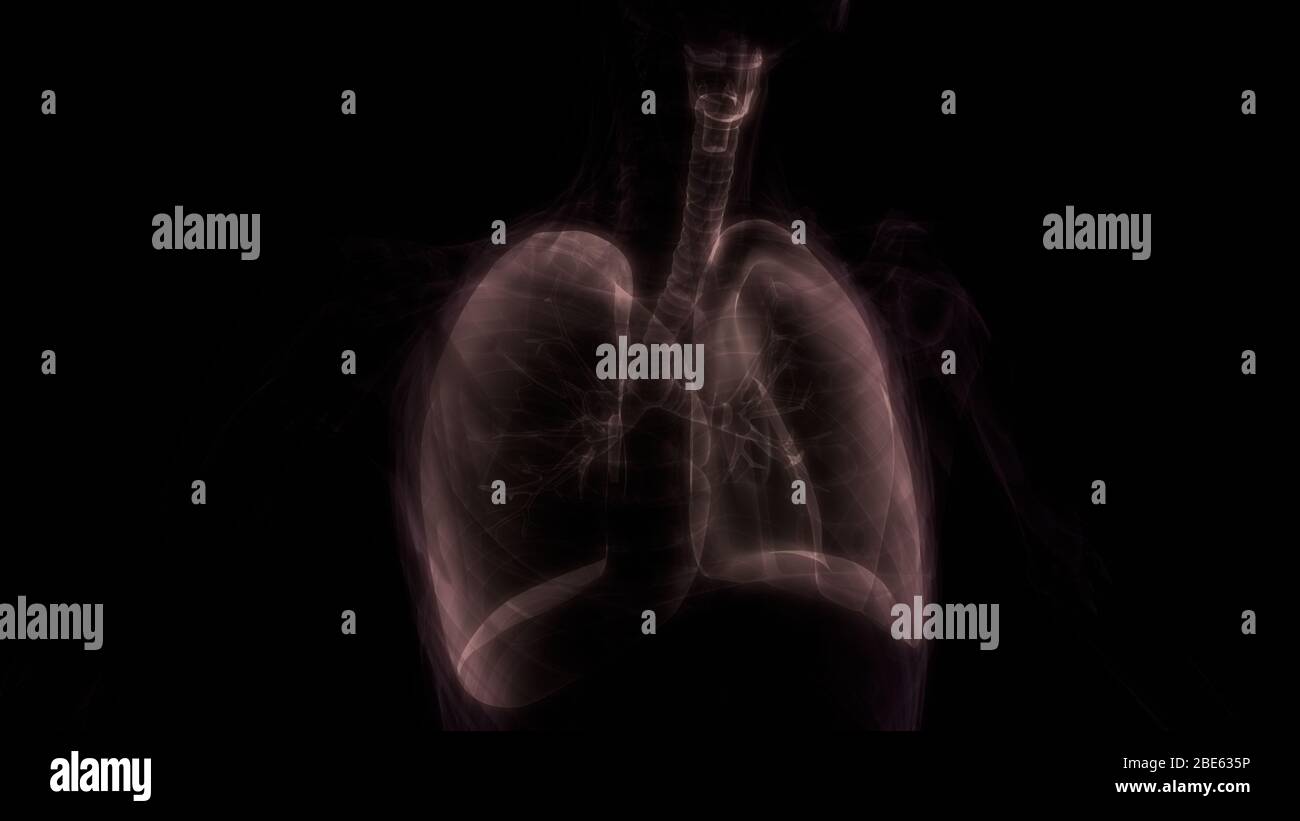 Poumons une partie du système respiratoire humain Anatomy X-ray 3D rendu Banque D'Images
