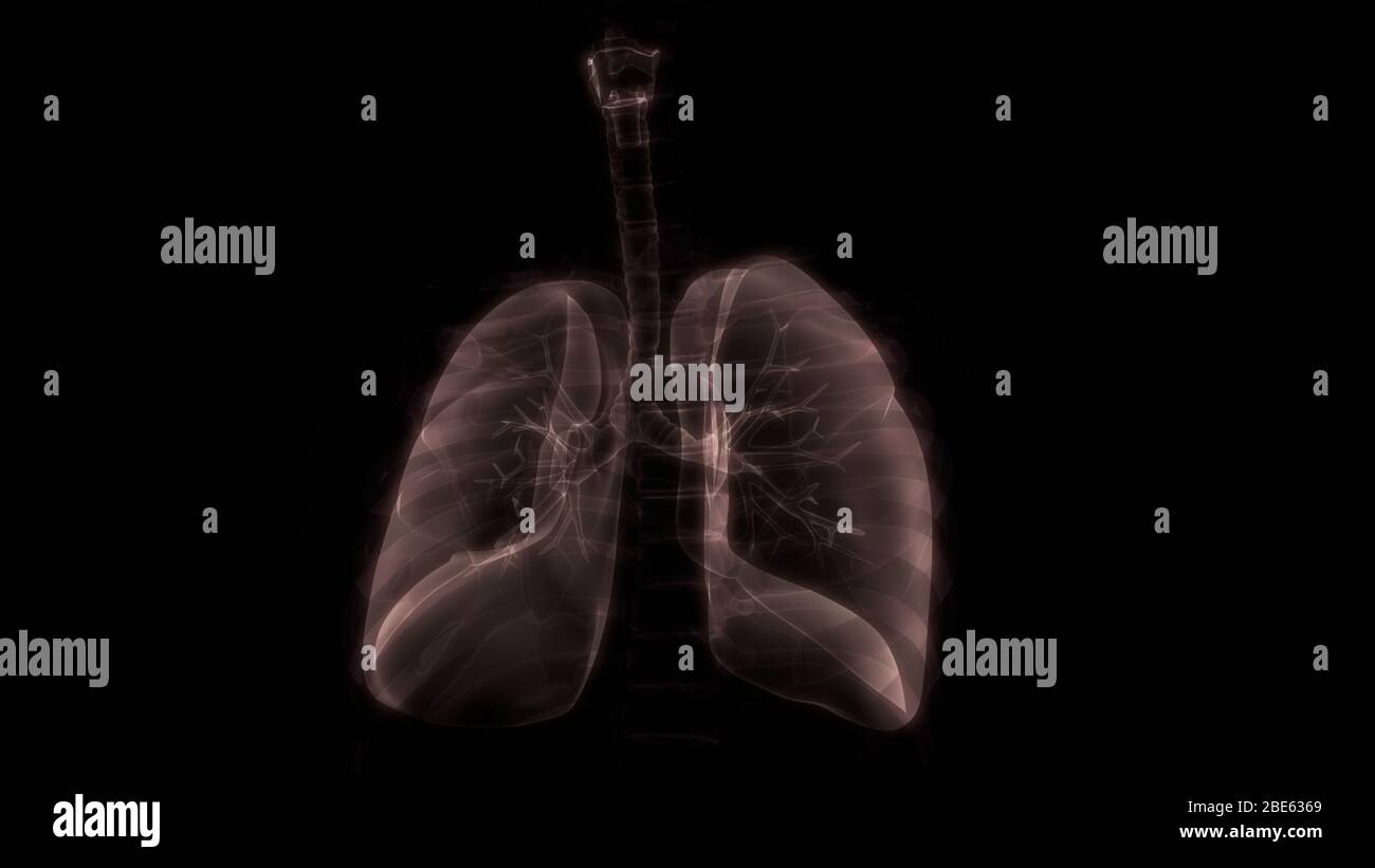 Poumons une partie du système respiratoire humain Anatomy X-ray 3D rendu Banque D'Images