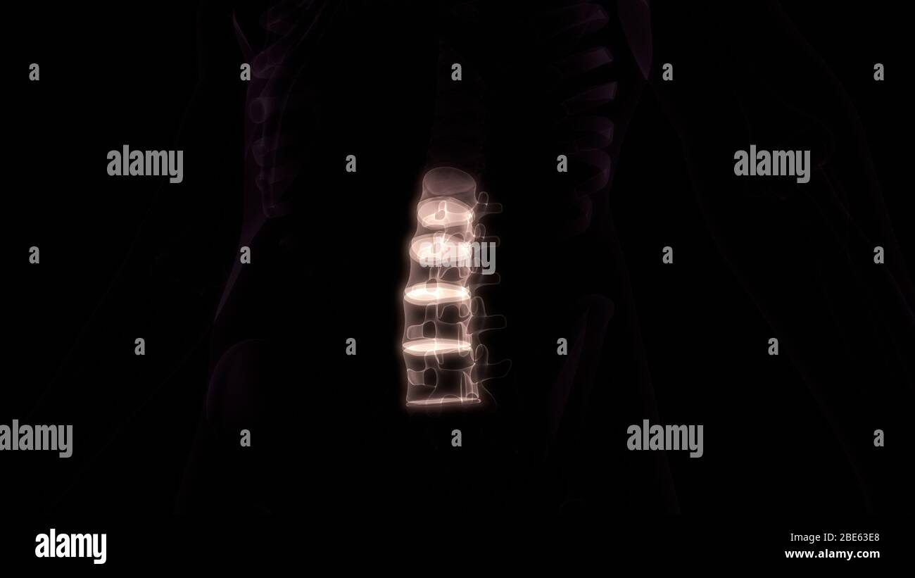 Colonne vertébrale de squelette humain Anatomie du système Banque D'Images