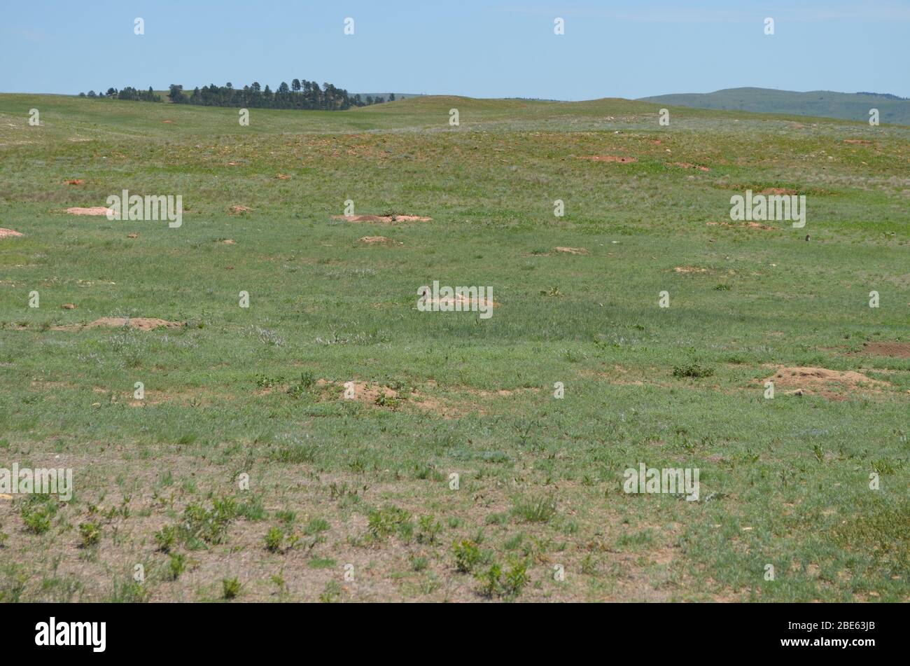 Fin du printemps dans le Dakota du Sud : ville des chiens des Prairies près de Bison Flats dans le parc national de Wind Cave dans les Black Hills Banque D'Images