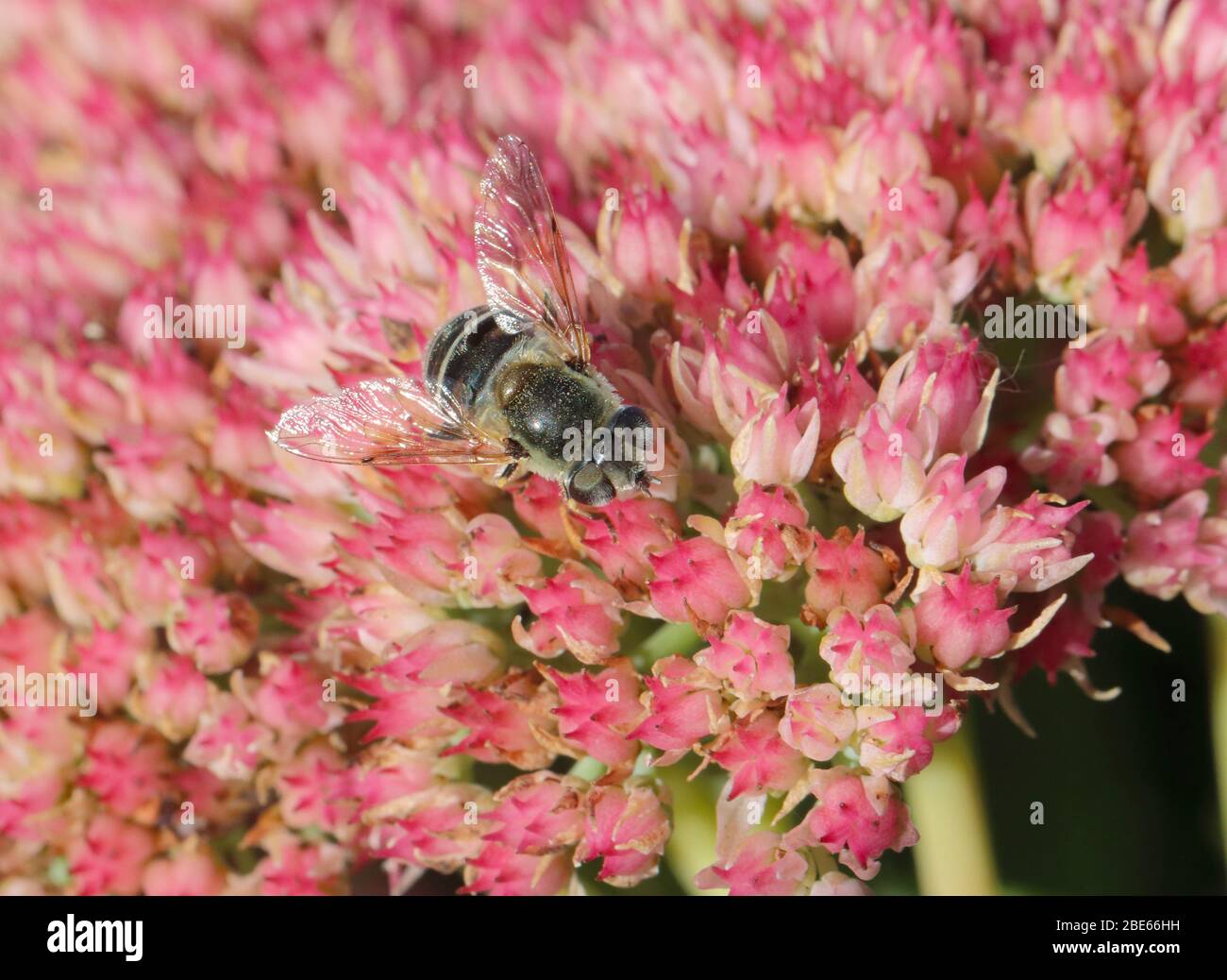 Eristalis - fleurs pollinisantes de petits mouches Banque D'Images