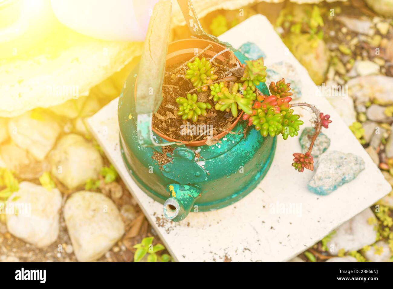 Idées de semoir réutilisées. Les bouilloires d'occasion, les vieilles théières se transforment en pots de fleurs de jardin. Jardin recyclé et style de vie à faible gaspillage. Banque D'Images