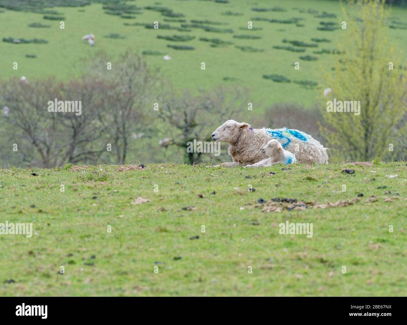Un mouton et un agneau dans un champ vallonné ensoleillé. Pour l'élevage de moutons au Royaume-Uni, l'élevage de moutons, le marché du bétail au Royaume-Uni, l'élevage britannique. Banque D'Images