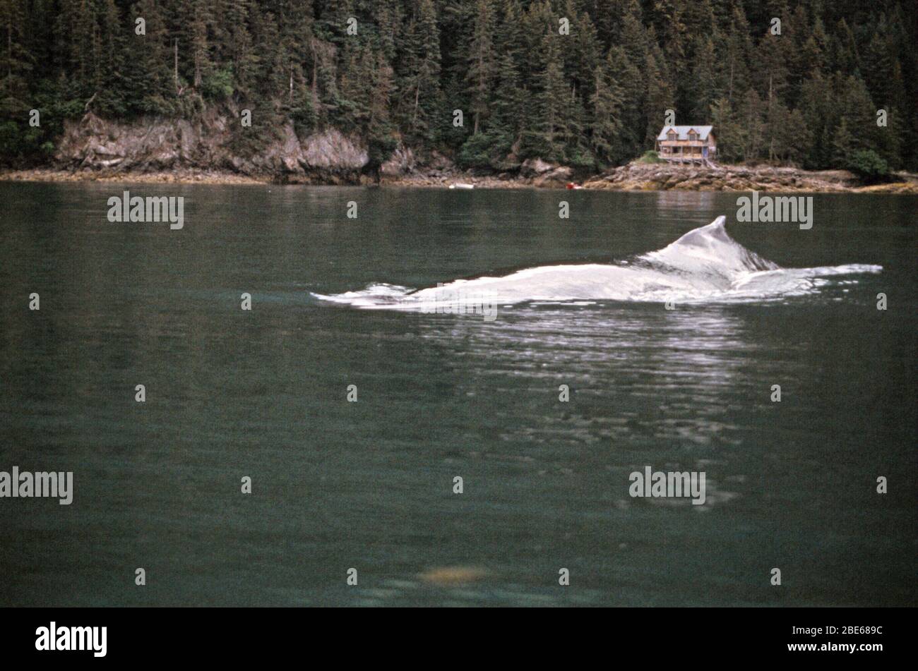 Les baleines nagent dans les eaux profondes de Sadie Cove, du parc national de Kachemak Bay, Homer, Alaska, États-Unis Banque D'Images