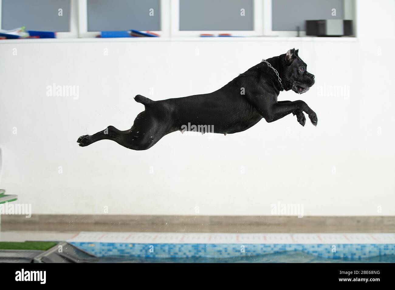 Le chien saute dans l'eau Banque D'Images