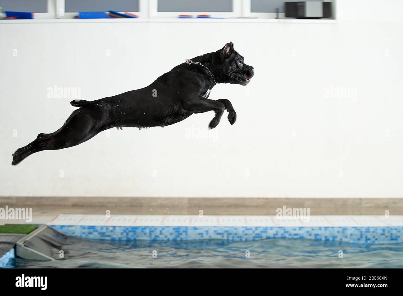 Le chien saute dans l'eau Banque D'Images