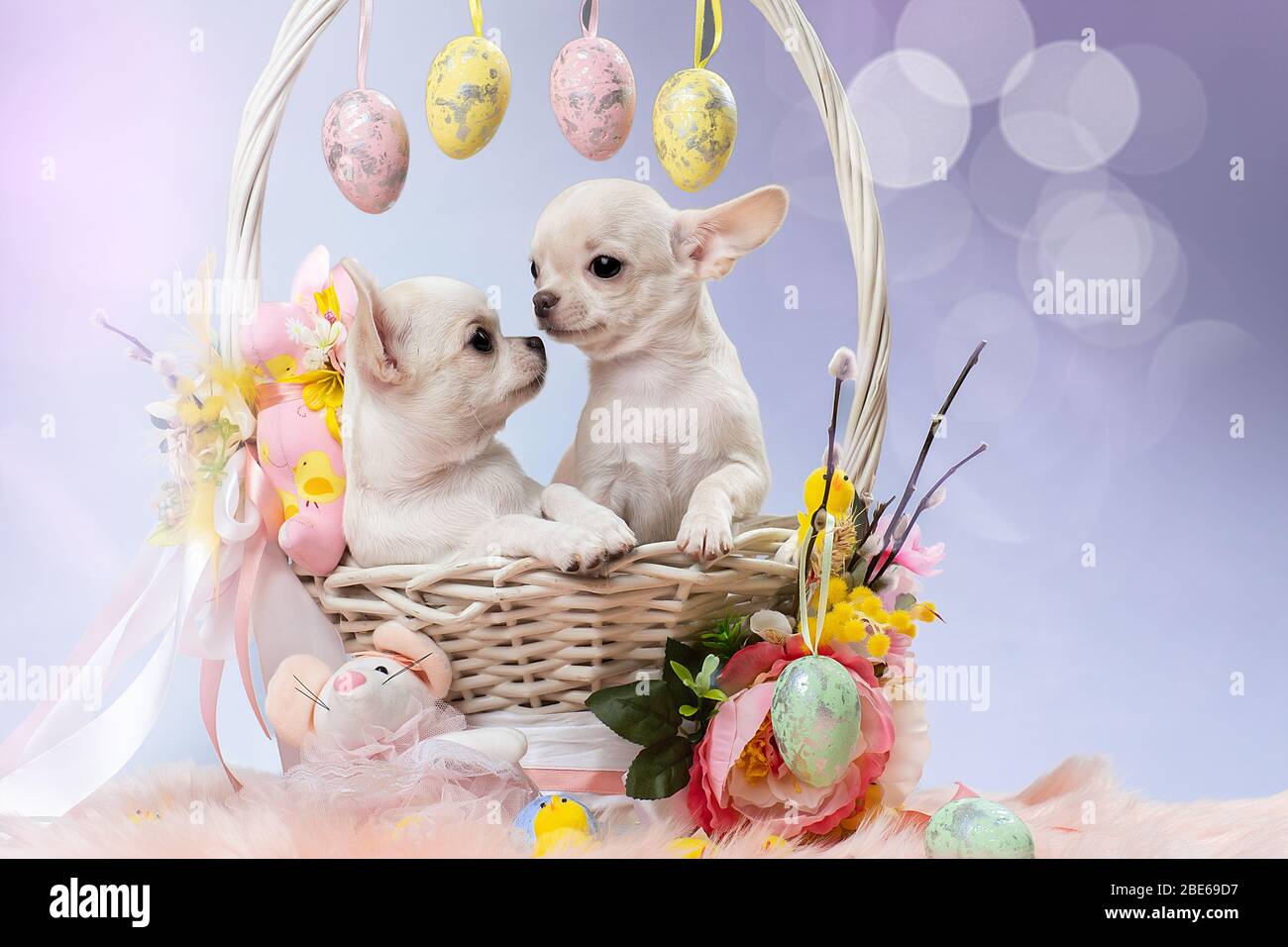 Deux chiots mignons de Chihuahua dans un panier. Banque D'Images