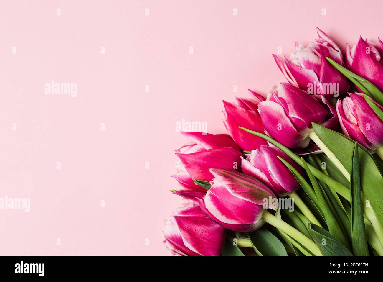 Bouquet de fleurs de tulipes roses sur table de pinkish. Bonne Saint Valentin. Concept de la fête des mères. Espace de copie Banque D'Images