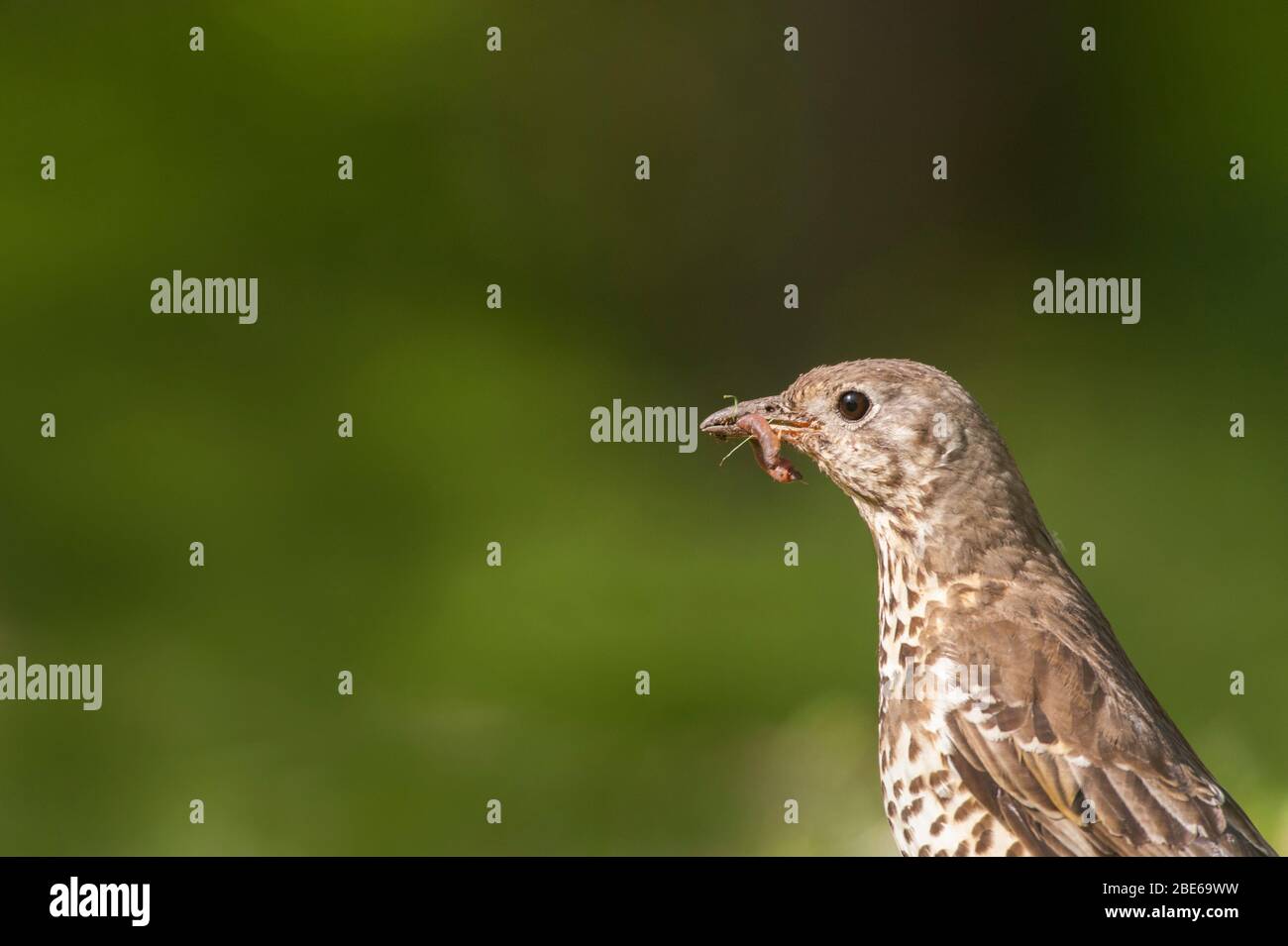 Mistle Thrush, Turdus viscivorus, avec ver pour poussins dans le nid voisin, Londres, Royaume-Uni Banque D'Images Mistle Thrush, Turdus viscivorus, avec ver pour poussins dans le nid voisin, Londres, Royaume-Uni Banque D'Images