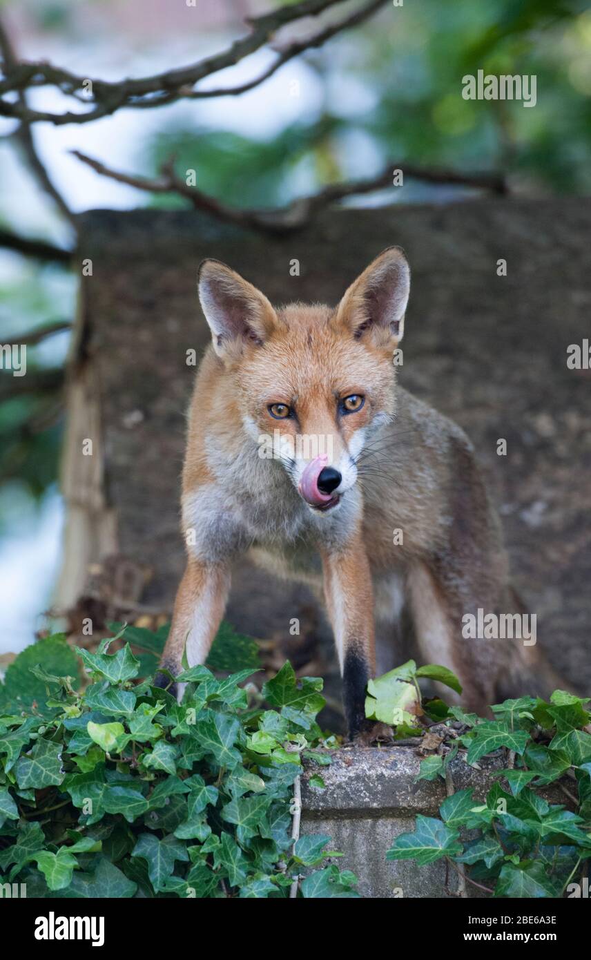 Adulte Red Fox, Vulpes vulpes, sur jardin se délasser la bouche avec la langue, Londres, Royaume-Uni Banque D'Images