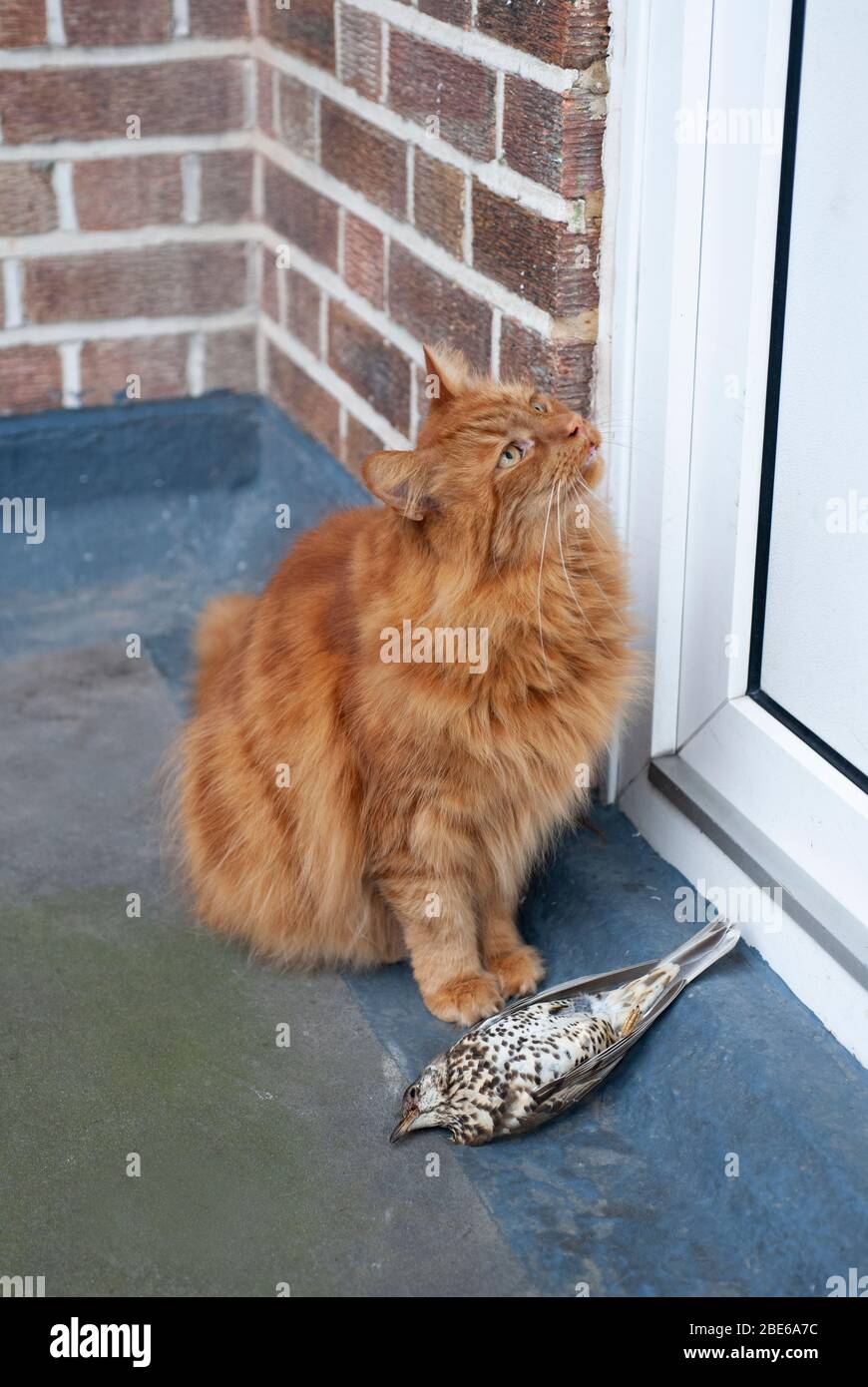 Chat domestique avec adulte attrapé Mistle Thrush, Turdus viscivorus, attendant à la porte avec proie, Londres, Royaume-Uni Banque D'Images