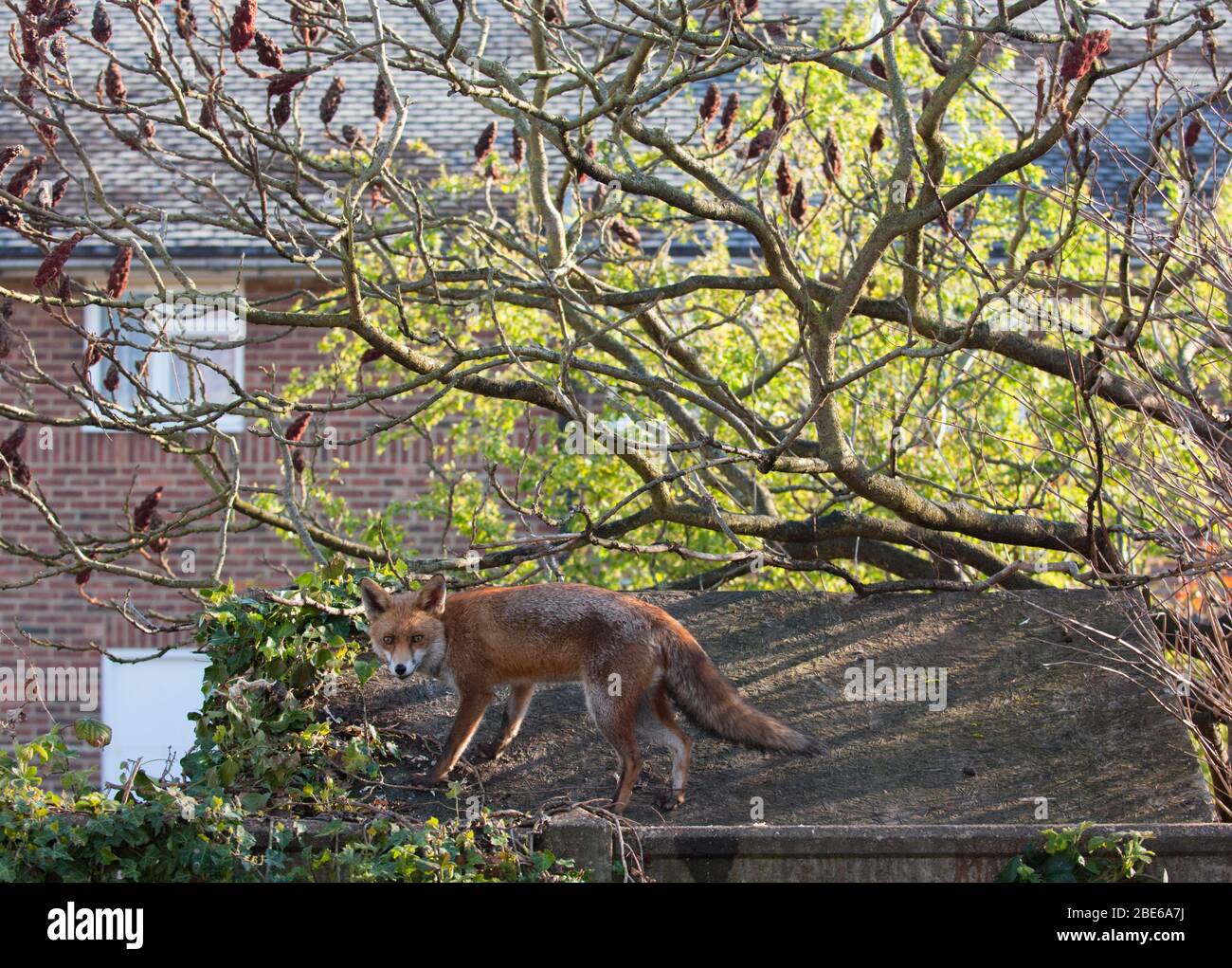 Red Fox, Vulpes vulpes, debout sur un abri de jardin, Londres, Royaume-Uni Banque D'Images