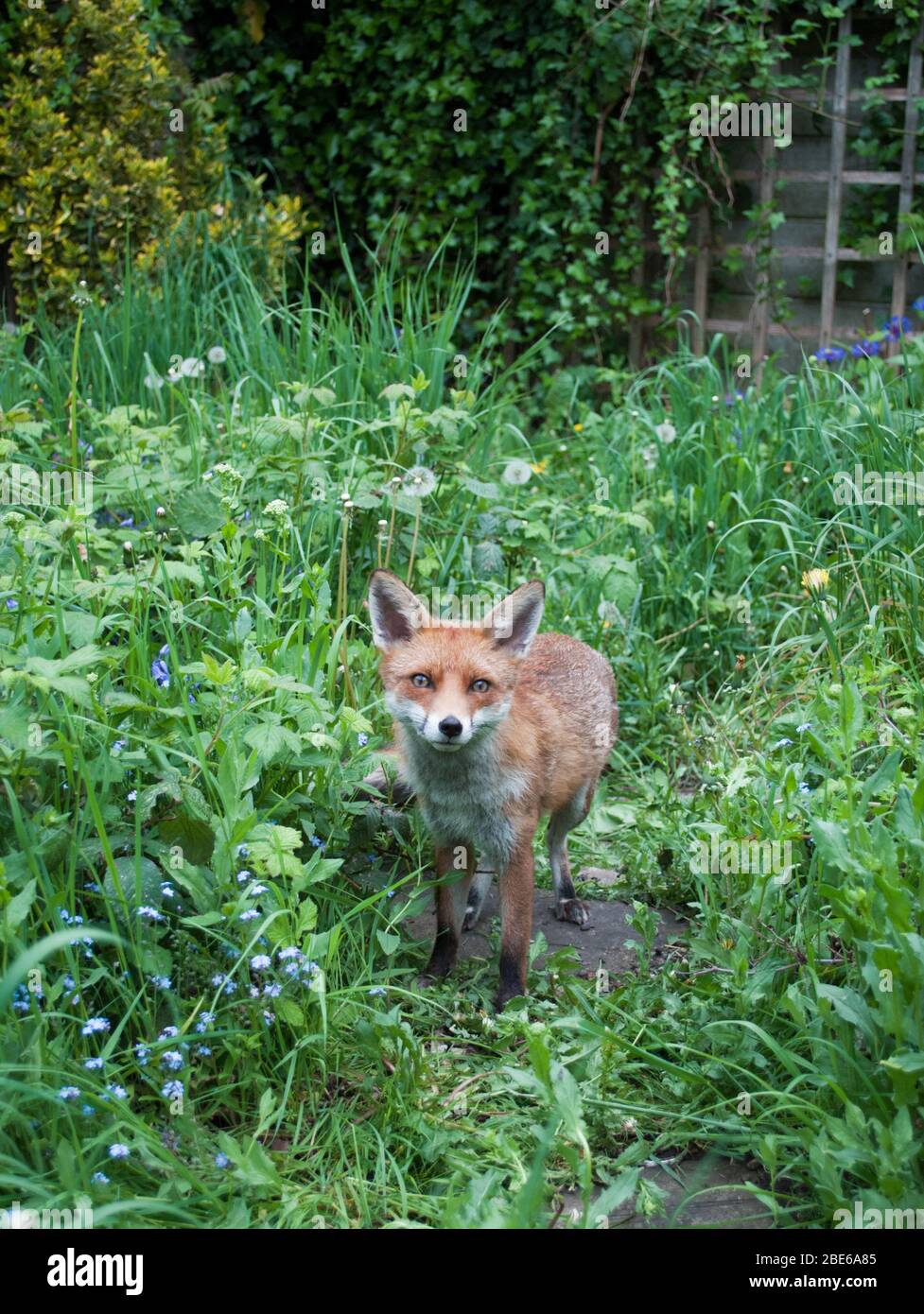 Adulte Red Fox, Vulpes vulpes, dans un jardin surcultivé, Londres, Royaume-Uni Banque D'Images