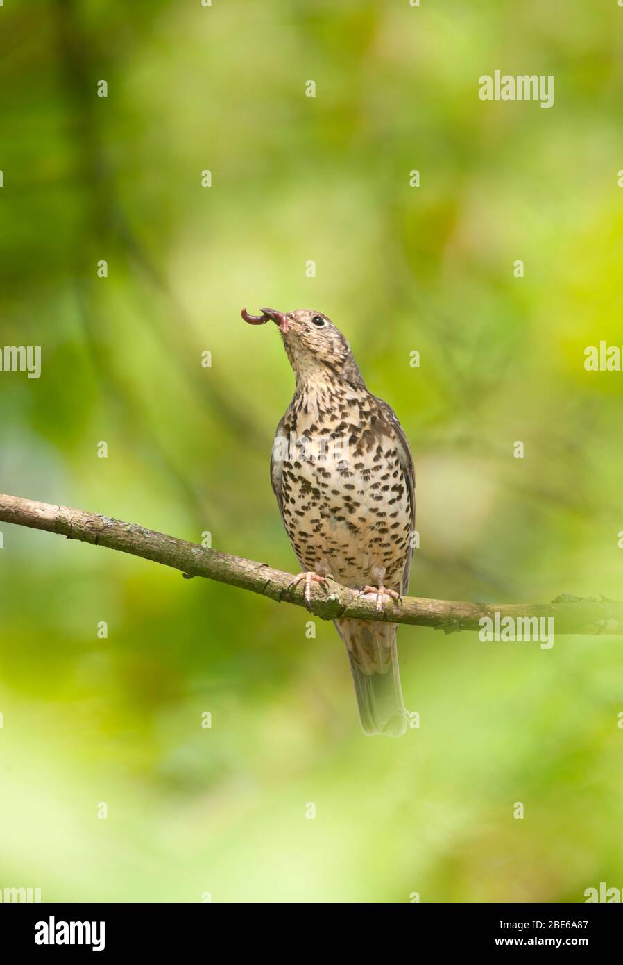 Mistle Thrush, Turdus viscivorus, avec ver à bec pour poussins dans le nid, Regent's Park, Londres, Royaume-Uni Banque D'Images Mistle Thrush, Turdus viscivorus, avec ver à bec pour poussins dans le nid, Regent's Park, Londres, Royaume-Uni Banque D'Images