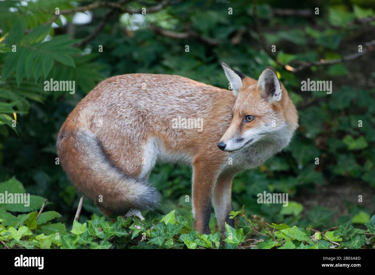 Red Fox, Vulpes vulpes, debout sur le mur du jardin, Londres, Royaume-Uni Banque D'Images
