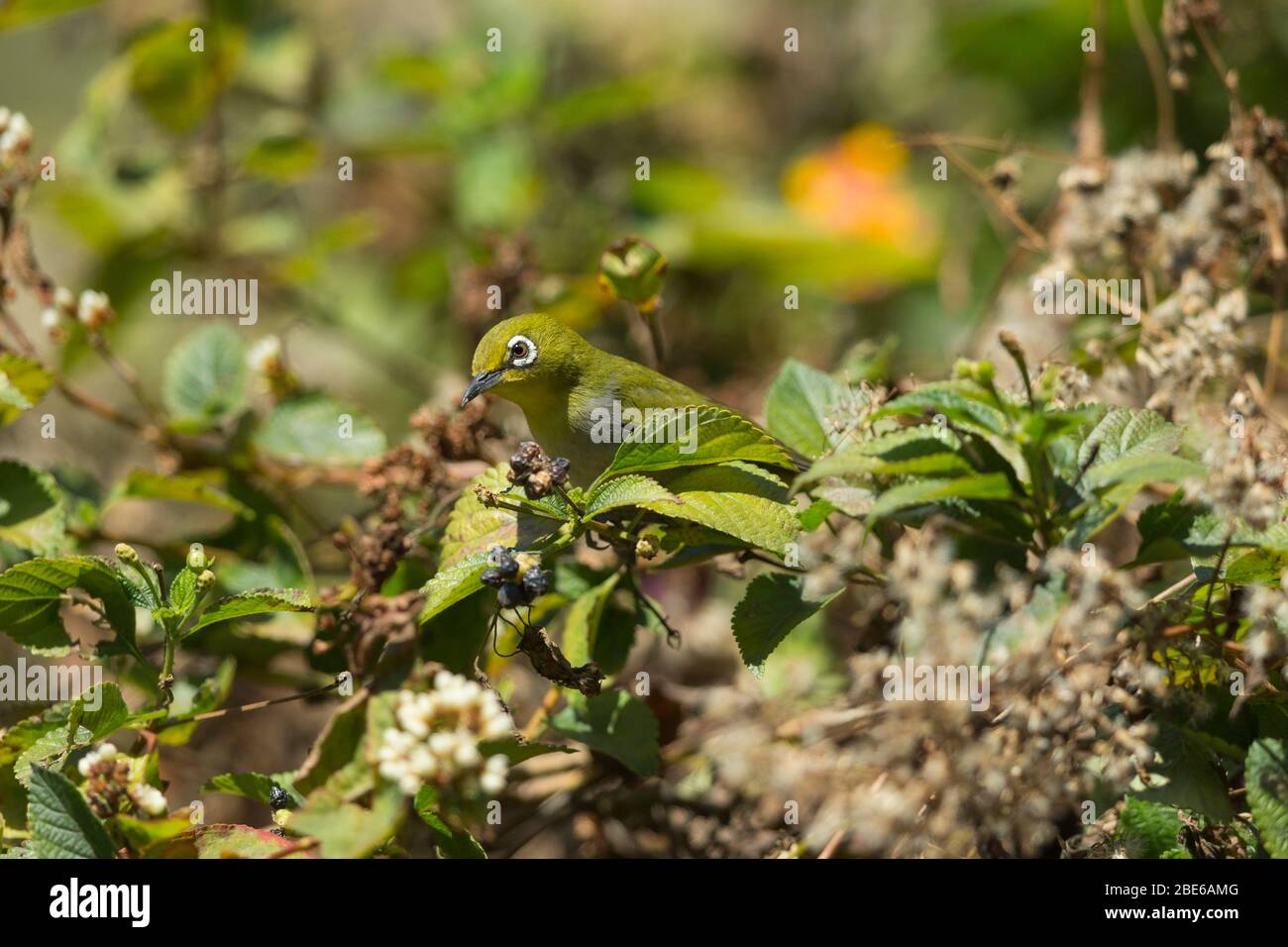 Japonais à œil blanc Zosterops japonicus, recherche dans un gommage dense, Mai Po Marshes, Hong Kong, janvier Banque D'Images