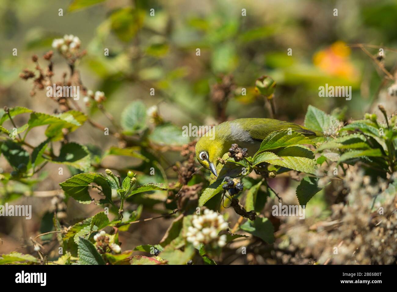 Japonais à œil blanc Zosterops japonicus, recherche dans un gommage dense, Mai Po Marshes, Hong Kong, janvier Banque D'Images
