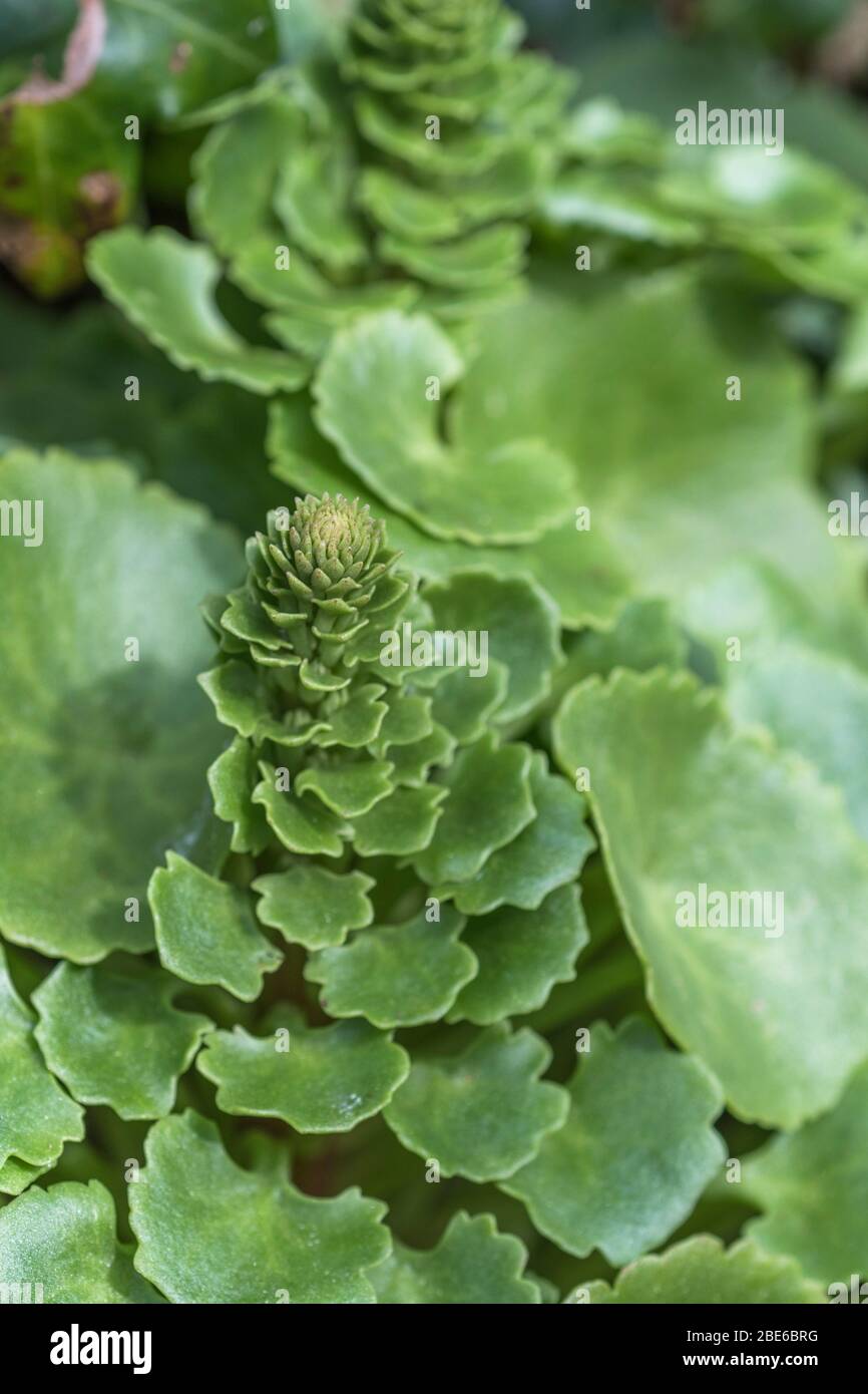 Formation de la tige de fleur et des feuilles de Navelwort / umbilicus rupestris. Ancienne plante médicinale utilisée dans les remèdes à base de plantes. Jeunes feuilles comestibles à vieillies. Banque D'Images