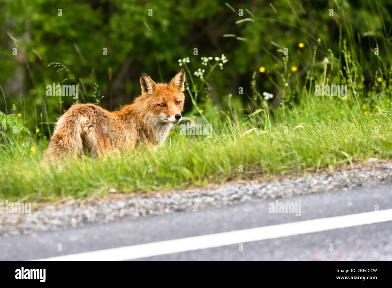Renard rouge (vulpes vulpes) debout sur le côté de la route. Banque D'Images