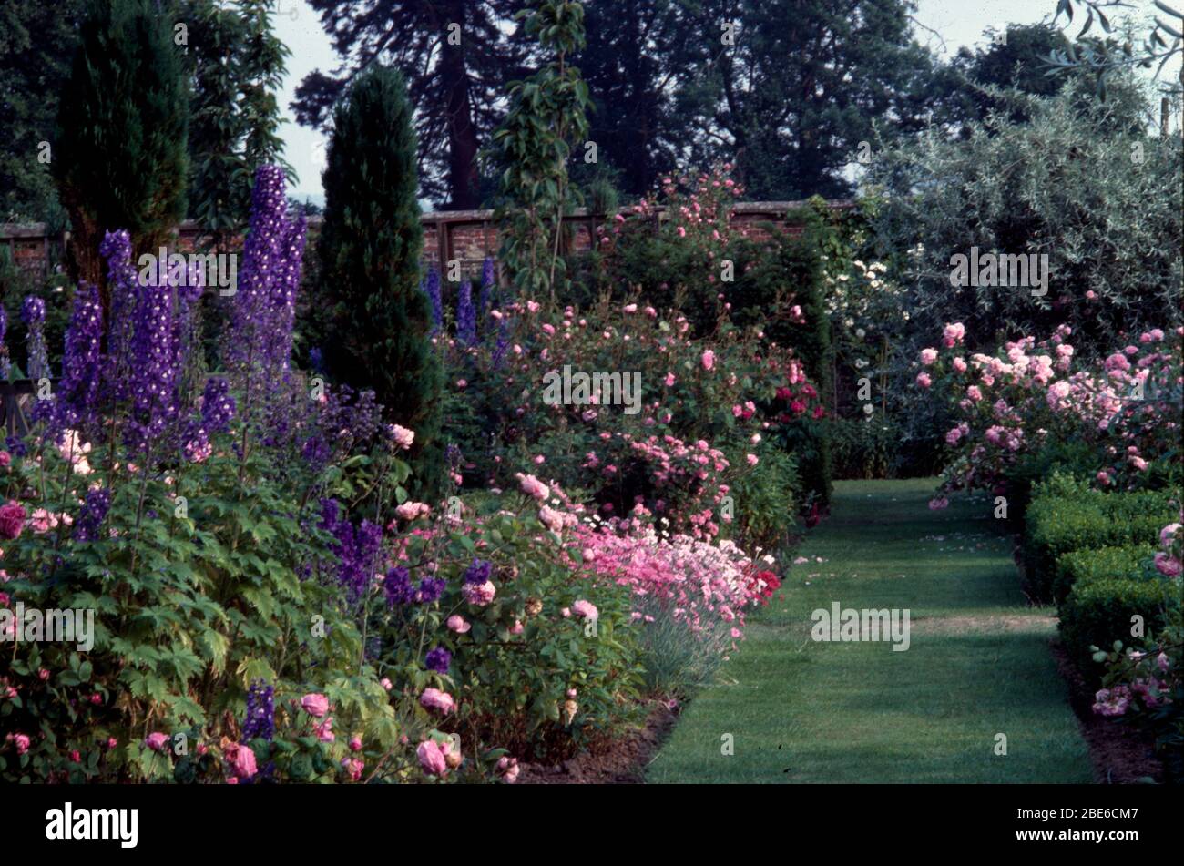 Sentier herbacé entre les frontières vivaces roses et bleues avec pivoines, delphiniums et pinks. Banque D'Images
