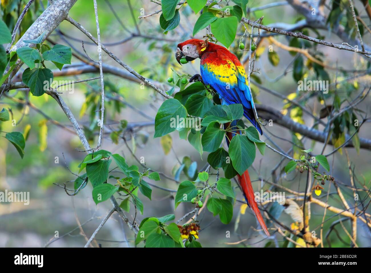 Macaw de scarlet (Ara macao) mangeant des fruits dans un arbre, Costa Rica Banque D'Images