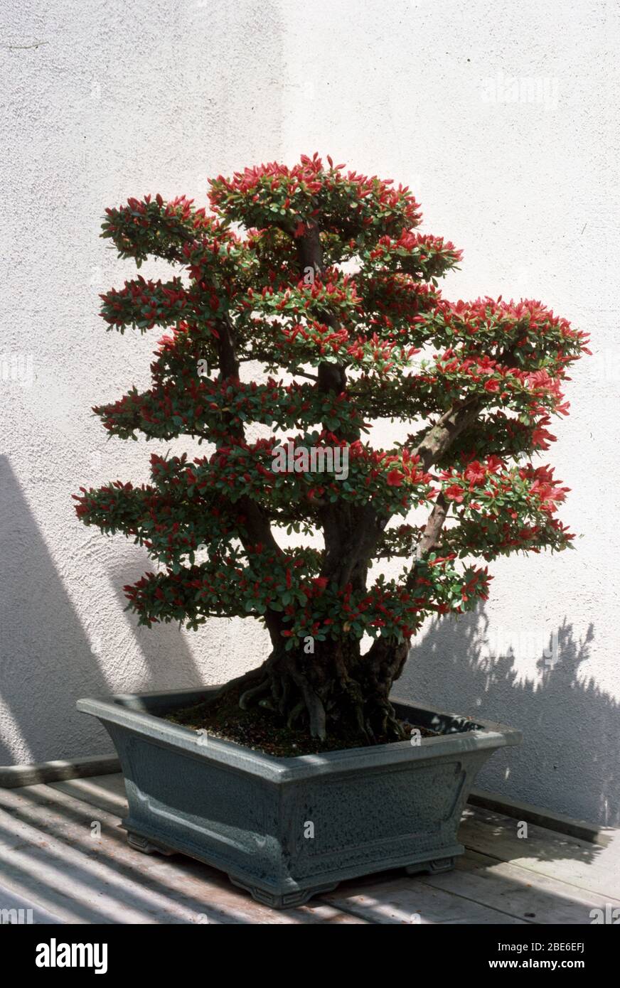 Bonsai dans un coin ensoleillé Banque D'Images