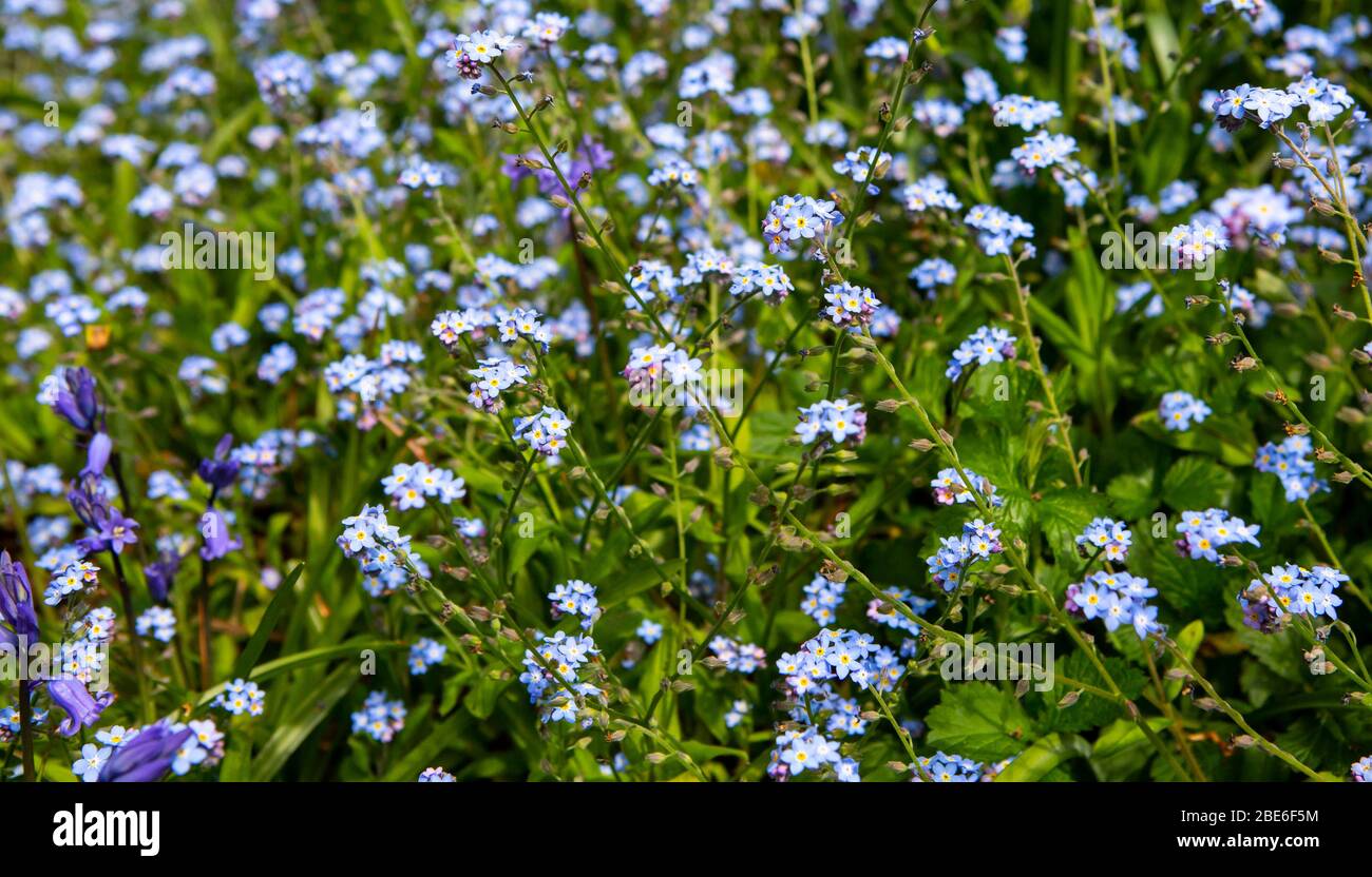 Lit d'Forget-me-nots Banque D'Images