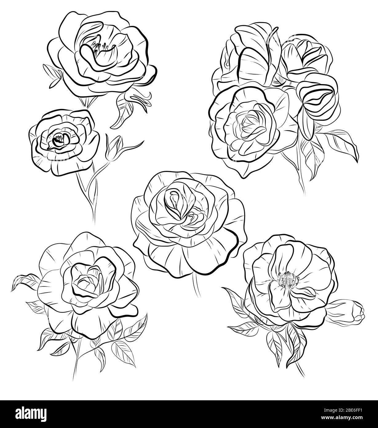 Ensemble de fleurs de rose isolées vectorielles. Contour noir et blanc fleurs de rose dessinées à la main. Superbes éléments de décoration florale. Esquisse de tatouage. Illustration de Vecteur