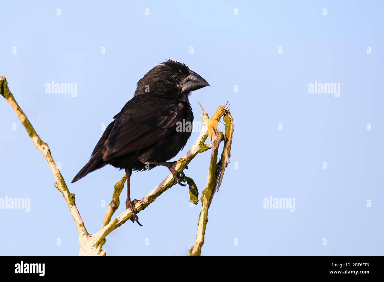 Grand Cactus (Geospiza conirostris Finch) sur l'île d'Espanola, parc national des Galapagos, Equateur. Il est endémique aux îles Galapagos. Banque D'Images