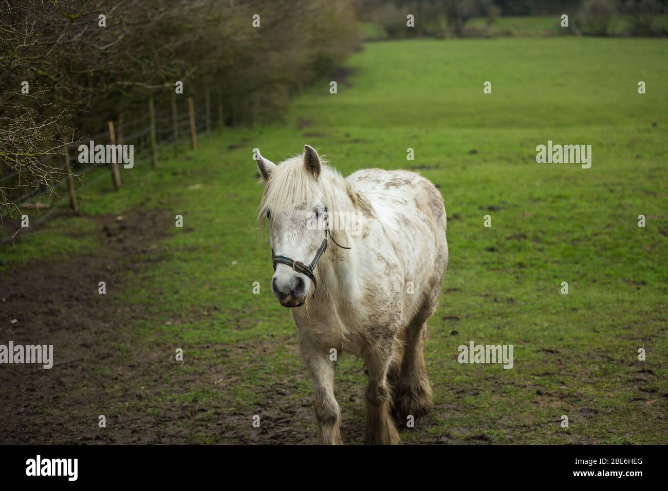 Cheval venant vers l'appareil photo Banque D'Images